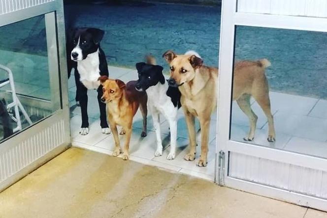 Psy całą noc czekały przed szpitalem na właściciela