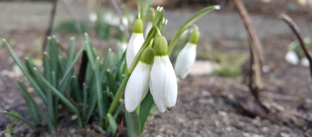Natura budzi się do życia! W Ogrodzie Botanicznym UKW czuć już wiosnę! [ZDJĘCIA]