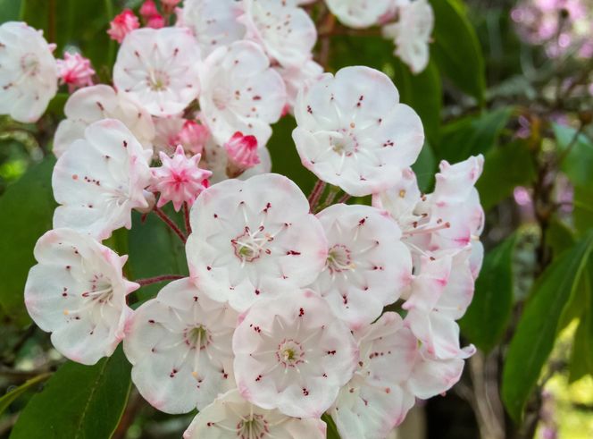 Kalmia