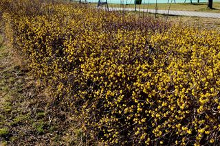 Żywopłot z derenia jadalnegp