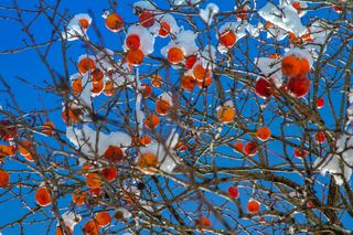 Oto jabłko orientu. Wspiera zdrowie serca, wzmacnia odporność i reguluje trawienie