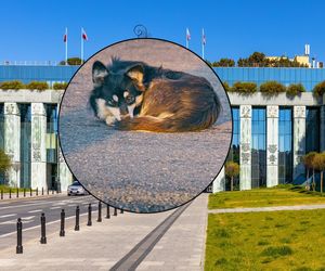 Wycięli bezdomnemu psu nerkę, by ratować rasowe zwierzę. Wielkie oburzenie po decyzji rodziny