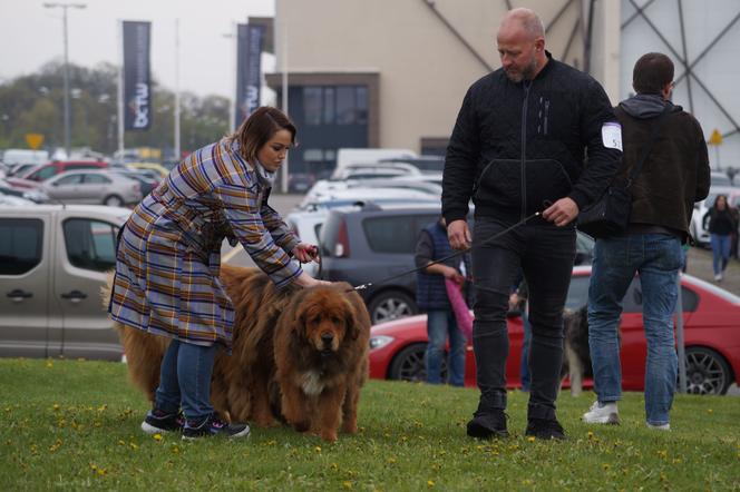 V Międzynarodowa Wystawa Psów Rasowych w Bydgoszczy [ZDJĘCIA]