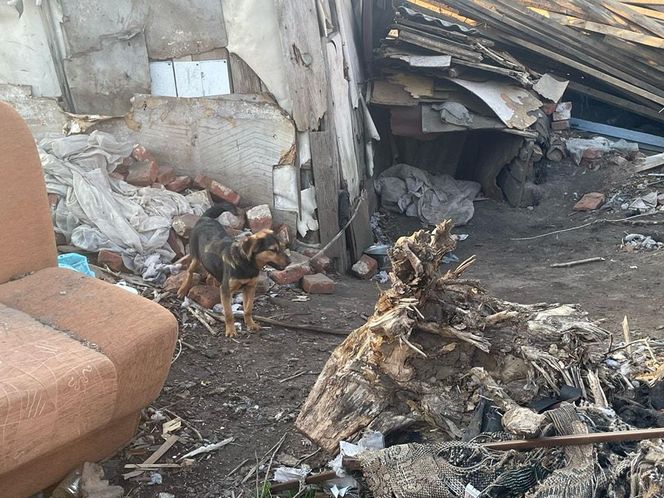 Ostrów. Psy zabrane z gospodarstwa. Właściciel się nad nimi znęcał?