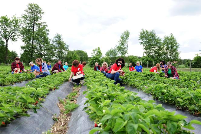 Nauczyciele zbierają truskawki