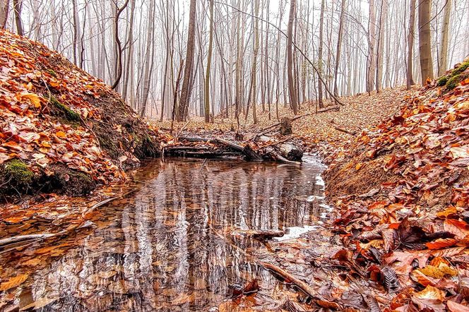 zdjęcie ilustracyjne