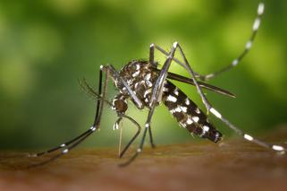 Groźne komary tygrysie coraz bliżej Polski. Jest kolejne zakażenie groźnym wirusem. Gdzie tym razem?