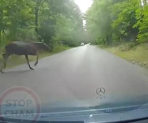 Te nagrania wywołują ciarki na plecach. Zwierzęta wbiegają tuż przed maskę!