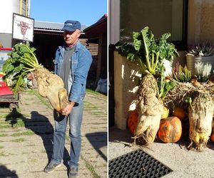 Burak-rekordzista przed Urzędem Gminy Markowa. Ma prawie 20 kilogramów!