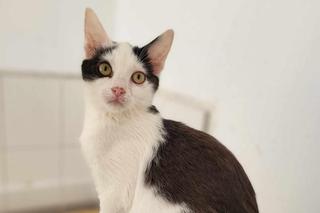Poznajcie ZIPPERA. To kotek, który marzy o nowym domu w Centrum Opieki nad Zwierzętami w Grudziądzu