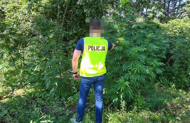 Pies wywęszył ogromną plantację marihuany pod Zduńską Wolą 