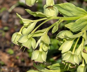 Ciemiernik cuchnący