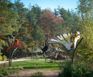 Park Dolina Wkry w Pomiechówku - spacer w koronach drzew, place zabaw, plaża