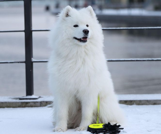 Samoyed