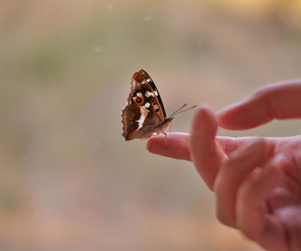 Motyl usiadł na Twojej ręce? To potężny znak od Wszechświata