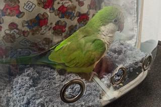 Papuga, koralowce i pijawki. Te okazy chronione konwencją CITES próbowano wwieźć do Polski