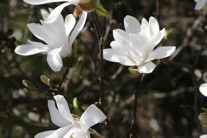 Magnolia gwiaździsta