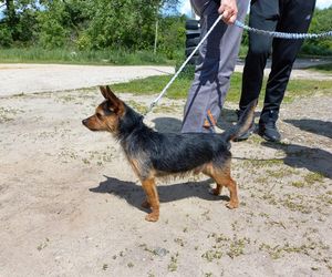 „Wszystkie psiaki nasze są” w schronisku w Henrykowie koło Leszna