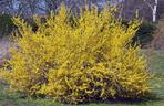 Forsycja pośrednia