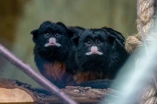 Nowi podopieczni w łódzkim Orientarium