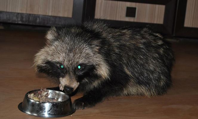 200 KLESZCZY JENOTA.