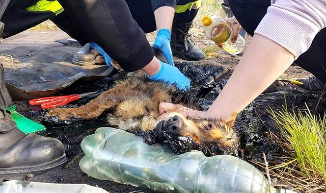 Fart wtopił się w asfalt