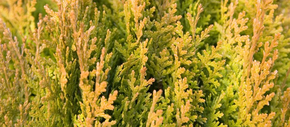 Biota wschodnia 'Aurea Nana'