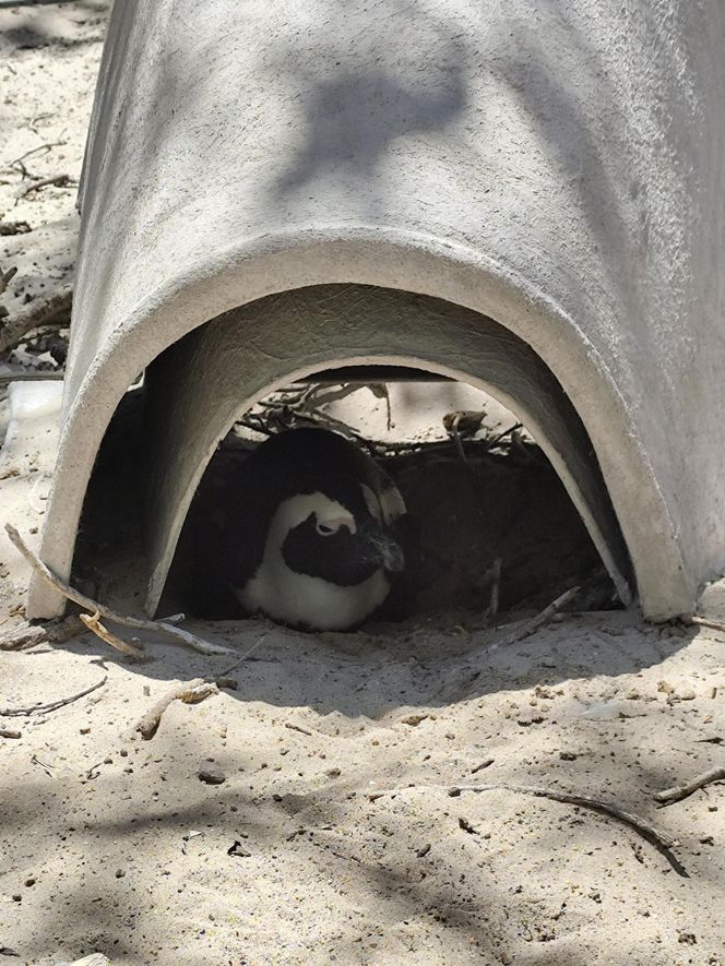 To on ratuje pingwiny przylądkowe. Paweł Borecki z ZOO Wrocław w Afryce