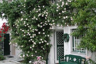 Róża pnaca New Dawn