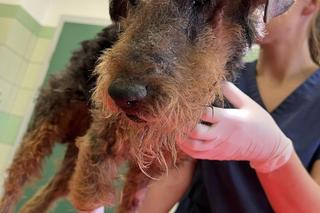 Bieszczadzki pies Teo walczy o zdrowie