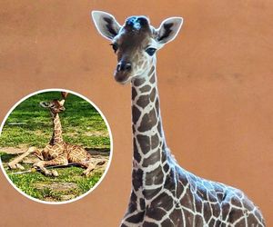 Narodziny w Śląskim Zoo. Mała żyrafa czeka na imię!