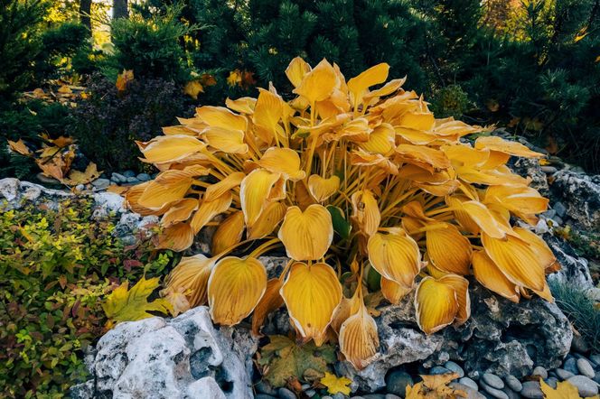 Hosta jesienią