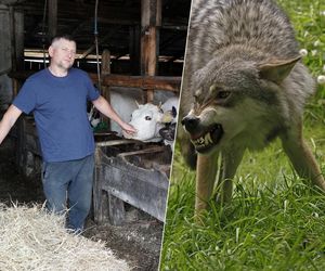 Drapały w drzwi. Wilki terroryzują mieszkańców. Pożerają psy, nie boją się ludzi