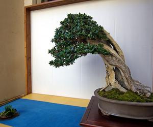 Drzewko bonsai