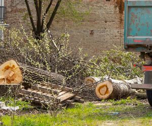  Wycinka drzew możliwa bez zezwolenia? W lipcu 2025 wchodzą w życie nowe przepisy