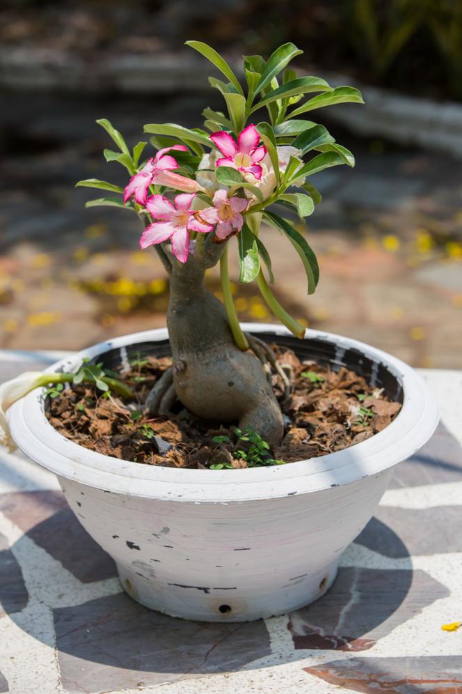 Róża pustyni (adenium)