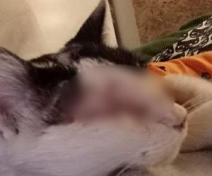 Znęcanie się na zwierzętami. Ktoś strzelał do kotki Pepsi