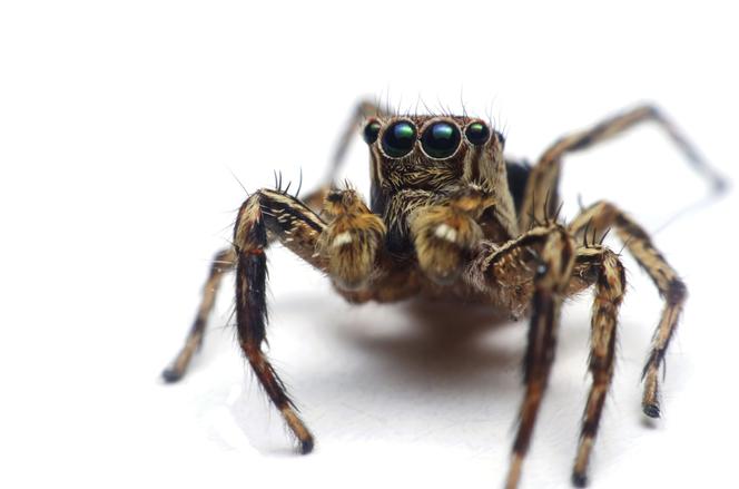 Arachnofobia Przyczyny I Objawy Jak Leczyć Lęk Przed Pająkami Poradnikzdrowiepl 5668