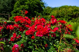 Różanka w Parku Skaryszewskim w Warszawie