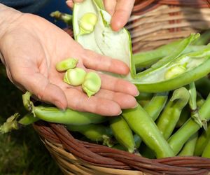 Fawizm a bób. Objawy, dziedziczenie i leczenie fawizmu