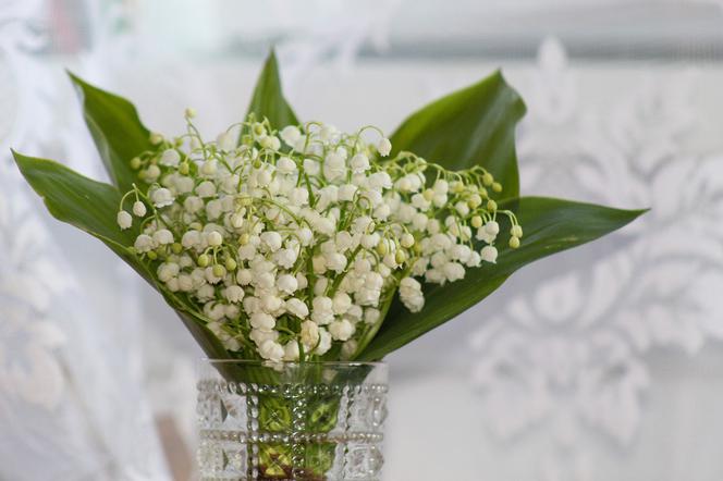 Konwalie - zdjęcie poglądowe