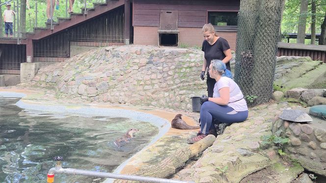 Pokazowe karmienie w myślęcińskim zoo to prawdziwy hit! Sprawdziliśmy to na miejscu