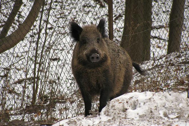 Odstrzał dzików na Lubelszczyźnie. Rocznie życie straci 3,5 tys. zwierząt!