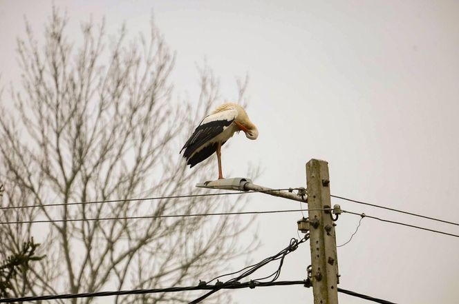 Koniec bocianich wakacji! Ornek pędził do Polski, aby uwić gniazdko dla ukochanej