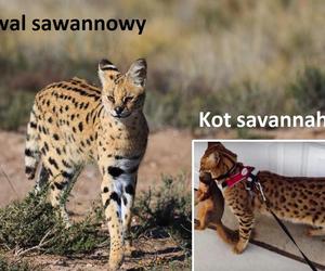 2) Savannah – 15 kg