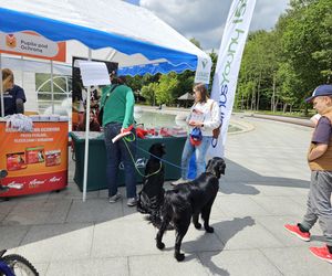 Festiwal Przyjaciół Zwierząt w Olsztynie. Park Centralny opanowały radosne pieski