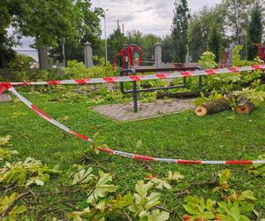 Tarnów. Dziewczynka uderzona przez zerwany konar. Koszmar na placu zabaw w Parku Strzeleckim