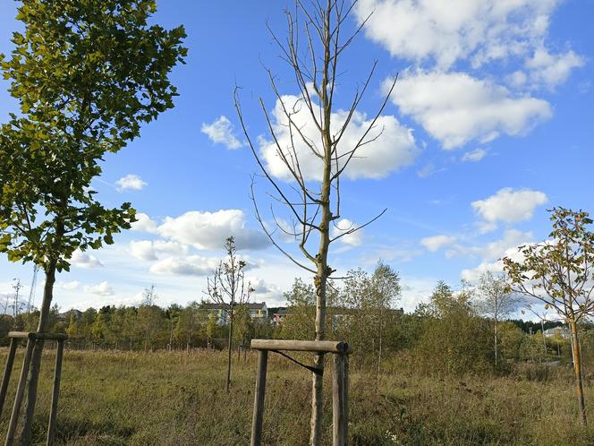 Gaj Matek i Ojców w Gdańsku zaniedbany. Miał być symboliczny park, są uschnięte drzewa i wysoka trawa