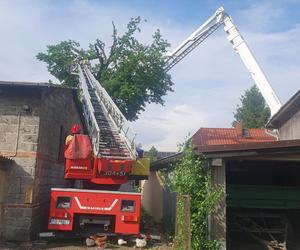 Strażacy gasili pożar drzewa na Morasku. Zapaliło się od pioruna