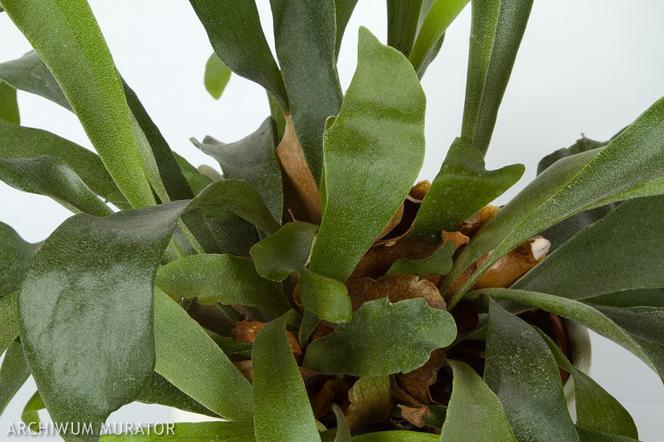 Platycerium